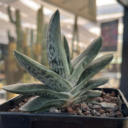 Gasteria baylissiana