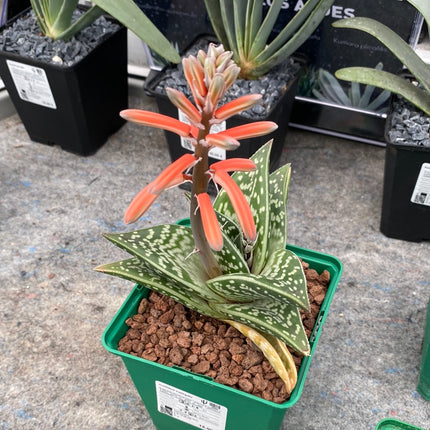Gonialoe variegata