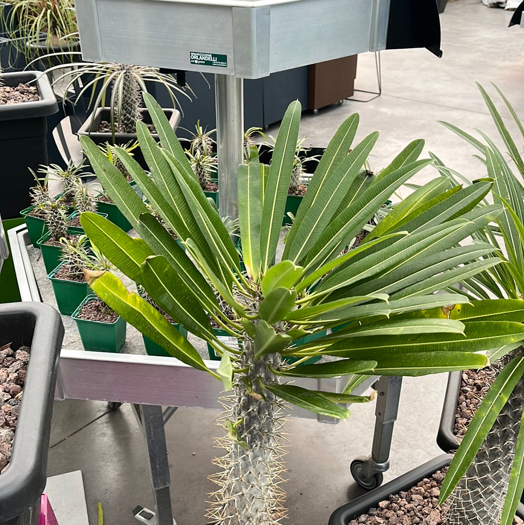 Pachypodium lamerei – DesertSTORE.es