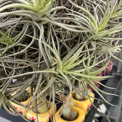 Tillandsia XXL
