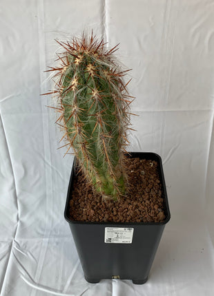 Oreocereus celsianus