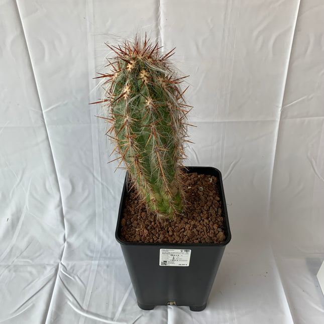 Oreocereus celsianus