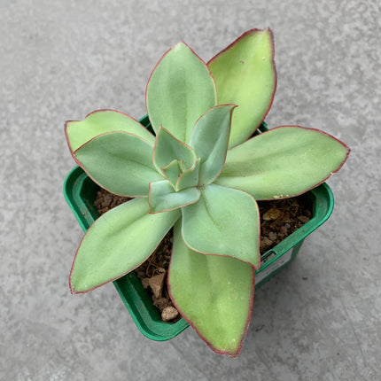 Echeveria fire and ice