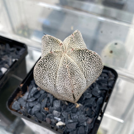 Astrophytum myriostigma 'Onzuka'