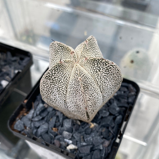 Astrophytum myriostigma ‘Onzuka’