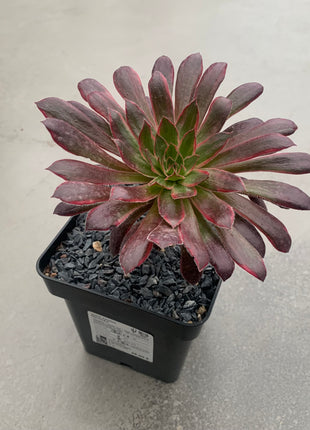 Aeonium-Feuerwerkskörper