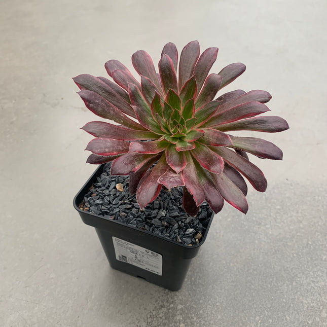 Aeonium Firecracker