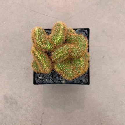 Vatricania guentheri cristata