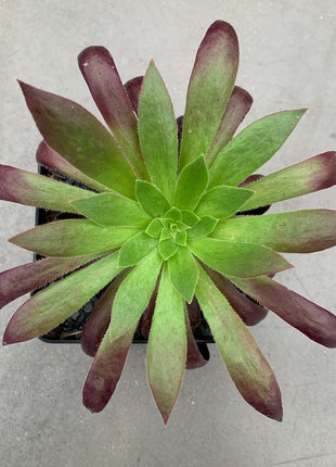 Aeonium „Schwarze Magie“