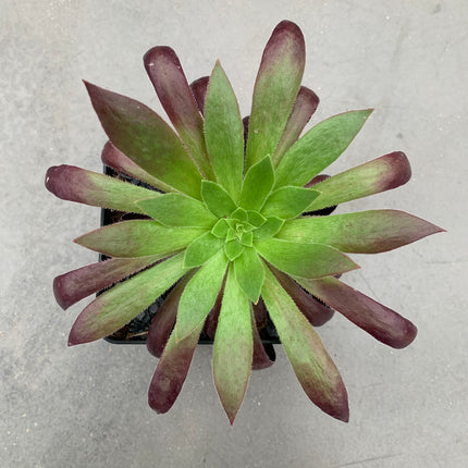 Aeonium ‘Black Magic’