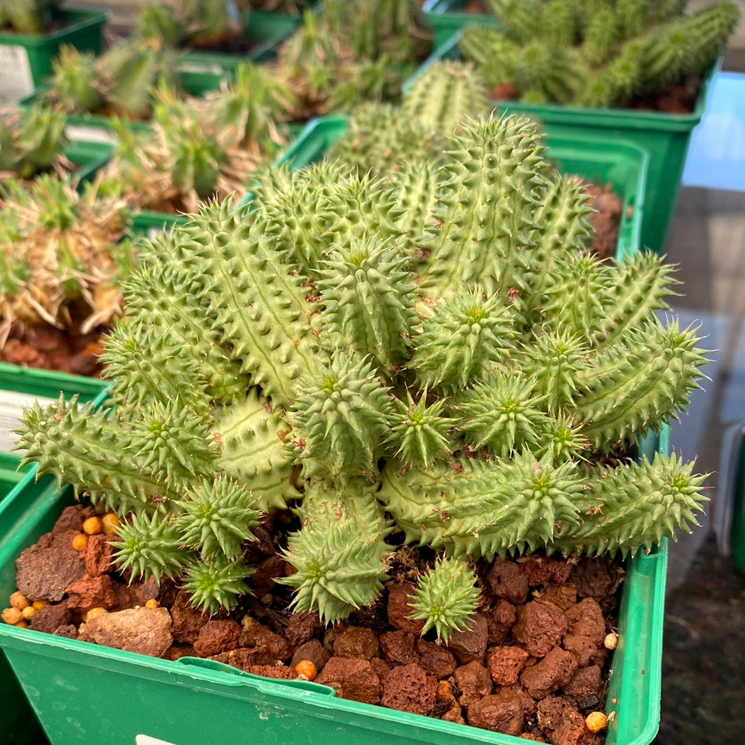 Euphorbia susannae