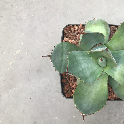 Agave parryi 'Tarrina' and 'L'