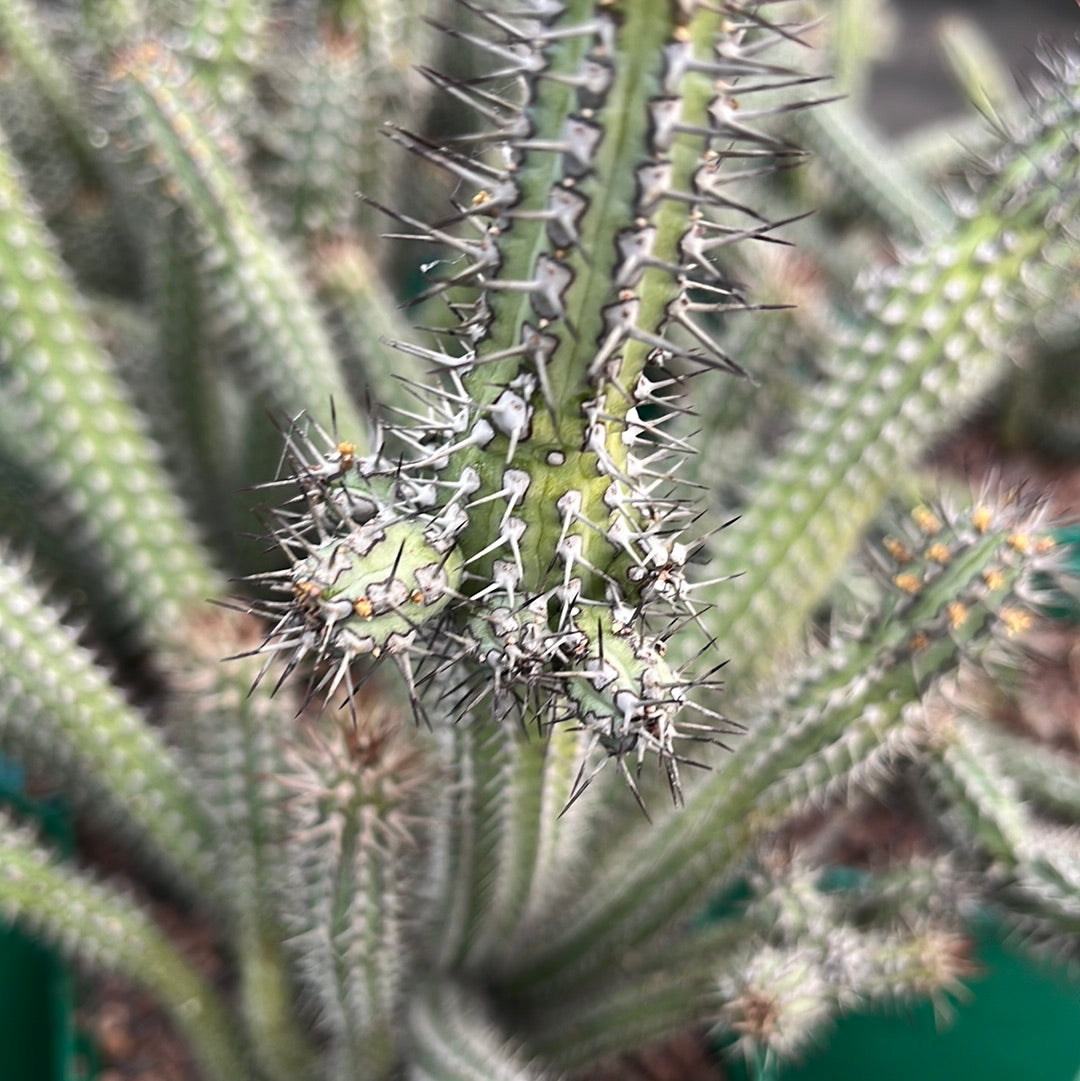 Euphorbia baloensis