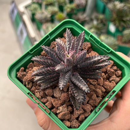 Kalanchoe daigremontiana