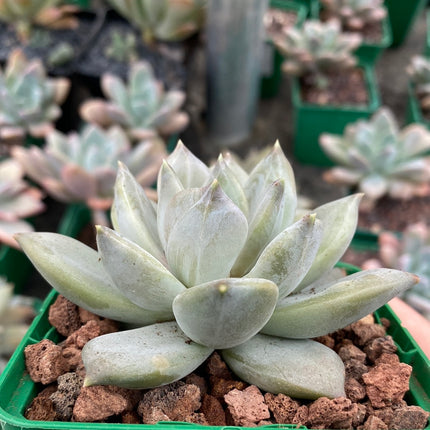Pachyveria ‘Compassion’