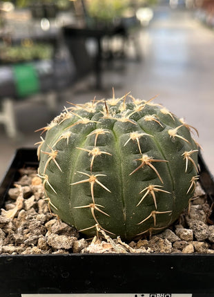Gymnocalycium triacanthum