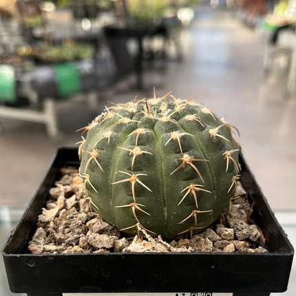 Gymnocalycium triacanthum