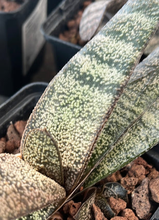 Batesianische Gasterie 'Klipwal'