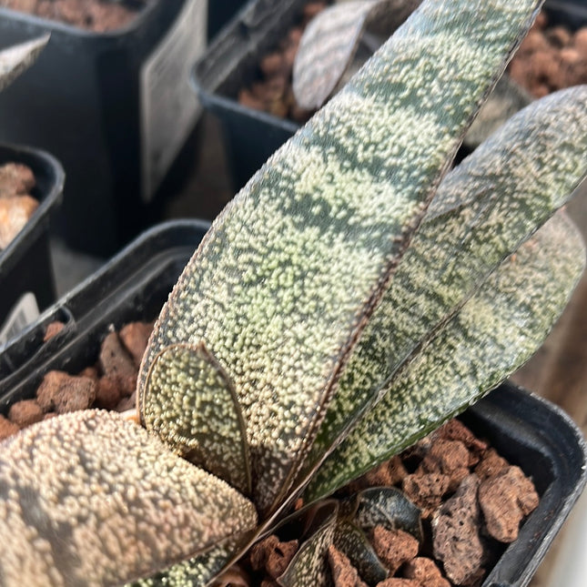 Batesianische Gasterie 'Klipwal'