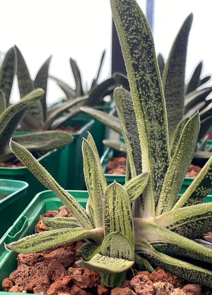 Gasteria cv. Little warty