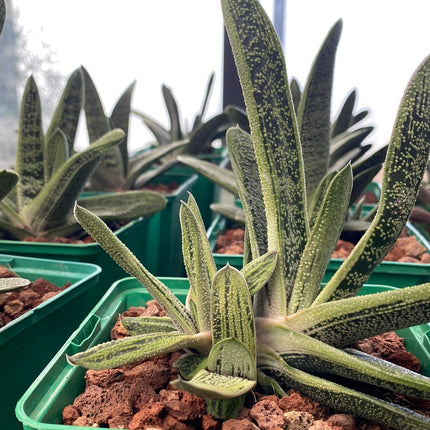 Gasteria cv. little warty