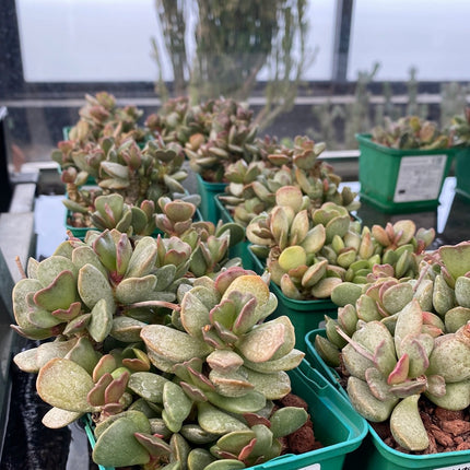 Adromischus carypohyllaceus