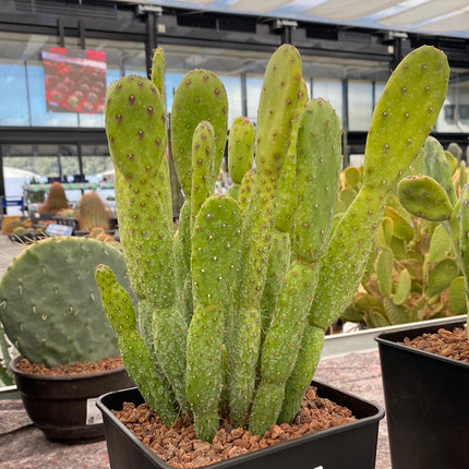 Opuntia prickly pear