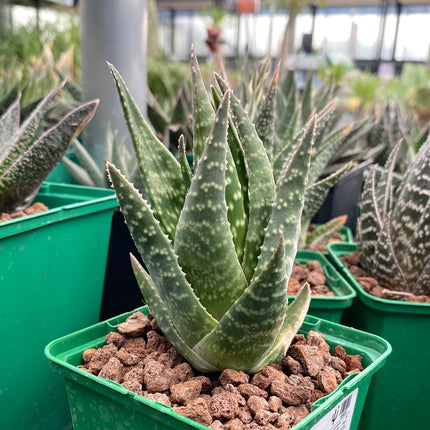 x Gasteraloe 'Glomeraris'