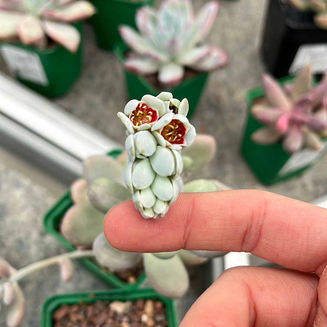 Pachyphytum oviferum