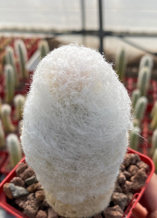 Espostoa lanata