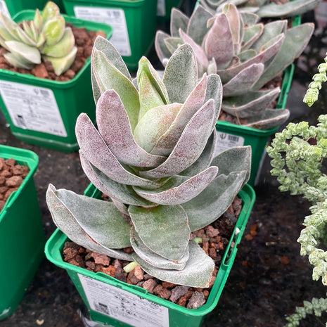 Crassula ‘Garnet lotus’