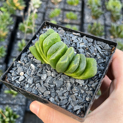 Haworthia truncata cv. lime green