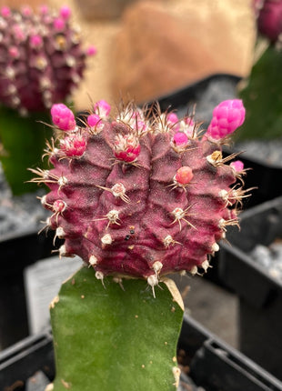 Grafted Gymnocalycium mihanovichii