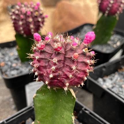 Grafted Gymnocalycium mihanovichii
