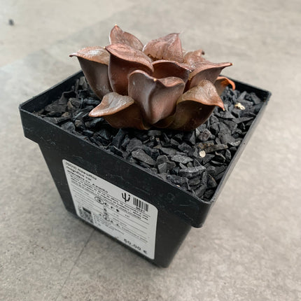 Haworthia magnifica splendens cv. awanko