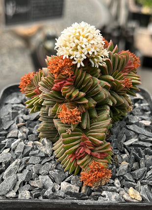 Crassula pyramidalis x congesta