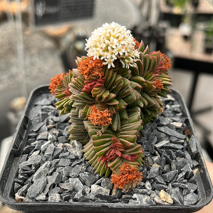 Crassula pyramidalis x congesta