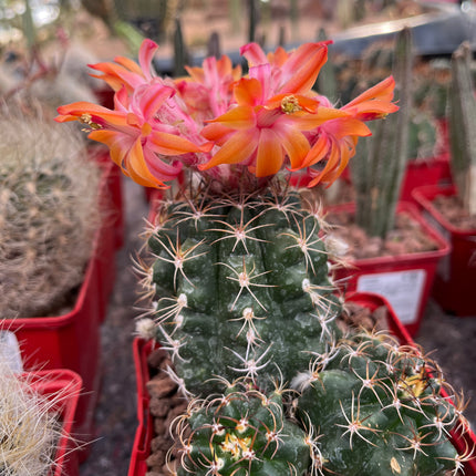 Matucana paucicostata