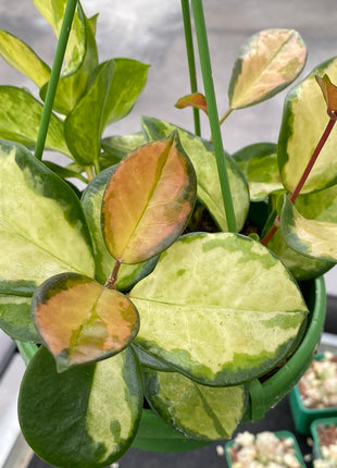 Hoya carnosa 'Tricolor'
