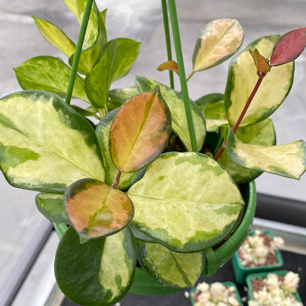 Hoya carnosa ‘Tricolor’