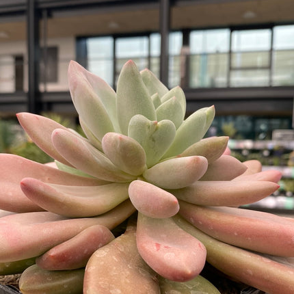 Pachyveria ‘Rossy Crow’