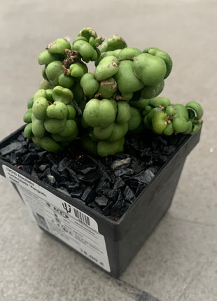 Dischidia nummularia 'Pangolin kisses'