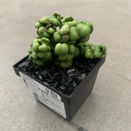 Dischidia nummularia 'Pangolin kisses'