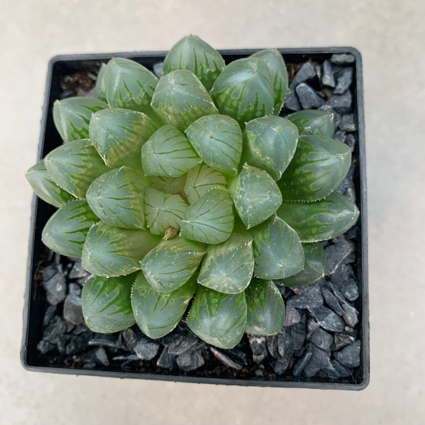 Haworthia cooperi var. pilifera