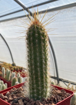 Espostoa mirabilis