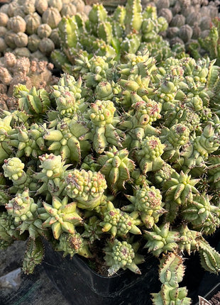 *Euphorbia horrida* f. *monstruosa*
