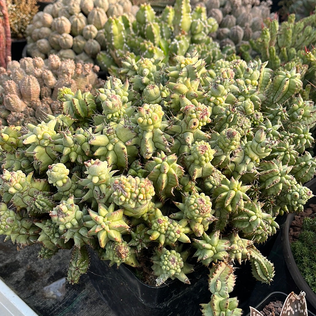 Euphorbia horrida monstruosa