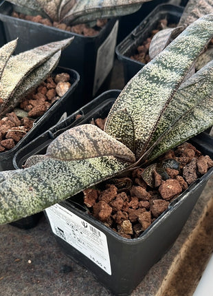 Batesianische Gasterie 'Klipwal'