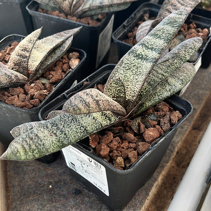Gasteria batesiana 'Klipwal'