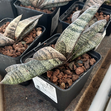 Batesianische Gasterie 'Klipwal'